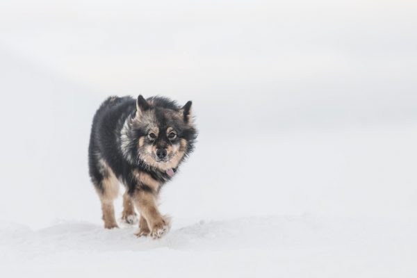 hilla the snowkite dog